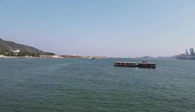 萌翻了！白海豚现身深圳盐田港湾金色海岸码头