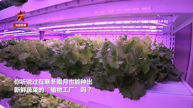 厉害了！西藏高原边防官兵自建植物工厂