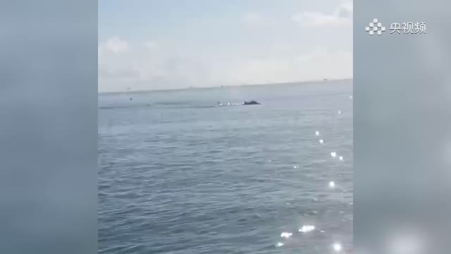 中华白海豚现身广东阳江海域，网友：是海洋精灵，没错了