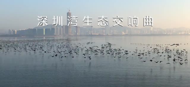 超震撼！深圳湾这个罕见场面热转，点击“围观”已破200万