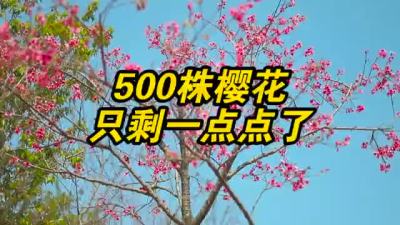 仙湖500株樱花还有一点点了 ……