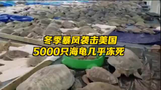 美国遭遇冬季暴风，志愿者抢救数千只海龟