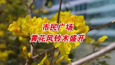 鲜黄色的“风铃”在绽放！深圳市民广场的黄花风铃木开了