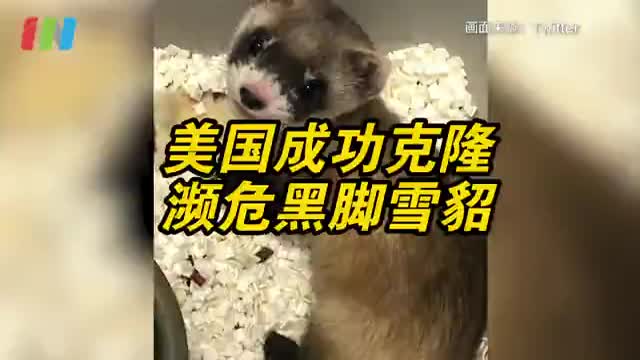 美国首次克隆濒危黑脚雪貂