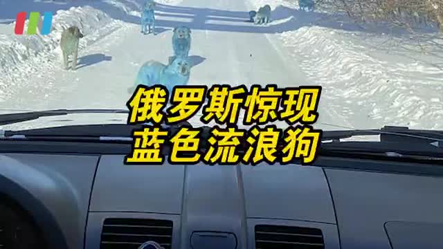 野生蓝精灵出没！俄罗斯出现蓝色流浪狗