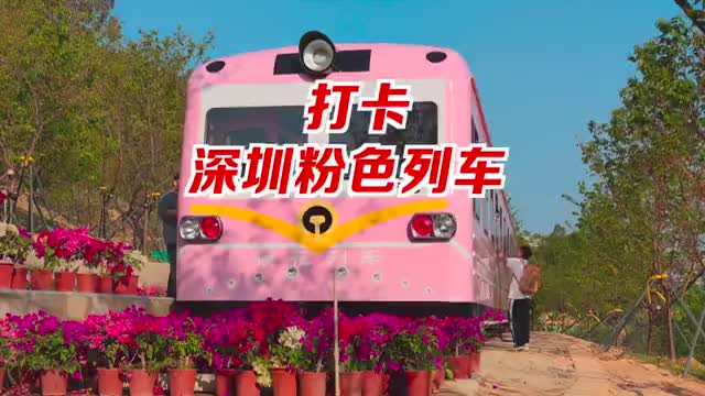 春日里的浪漫 打卡深圳粉色列车