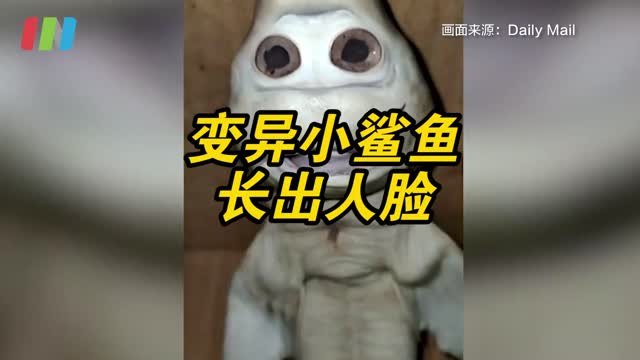 印尼变异小鲨鱼长出人脸