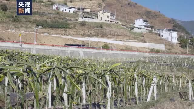 他带全村种火龙果增收脱贫