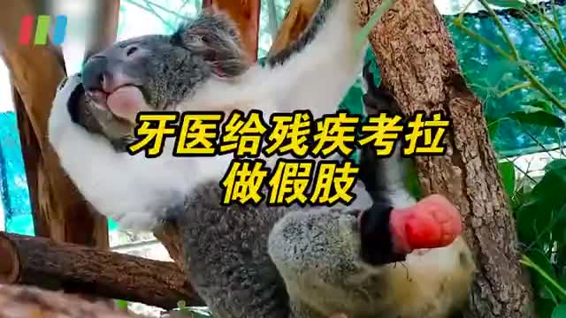 超可爱的小jiojio～#澳大利亚牙医为考拉做假肢