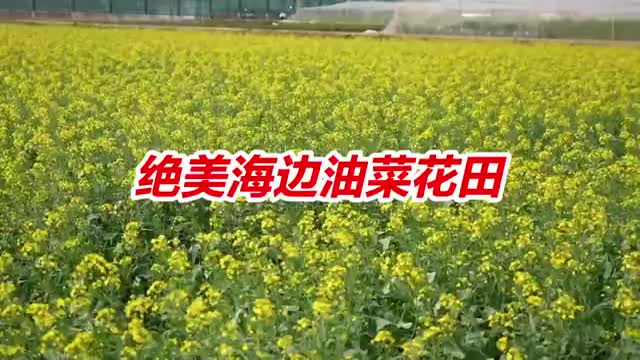 置身于油画中！打卡深圳绝美油菜花田