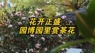 春日赏花，深圳园博园茶花开正盛