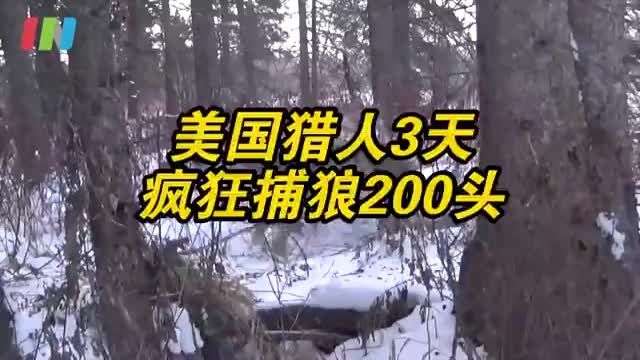 美国猎人3天内捕杀200多头狼
