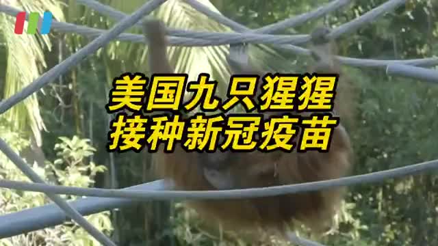 全球首批九只猩猩接种新冠疫苗 