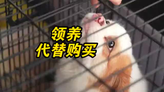 给狗狗一个家 爱心领养活动走进深圳小区