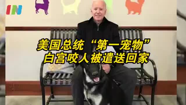 拜登宠物狗咬人被送出白宫遣返老家