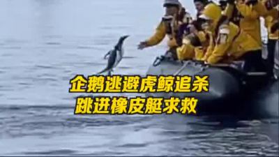 为逃避虎鲸追杀，小企鹅跳进游客橡皮艇求救