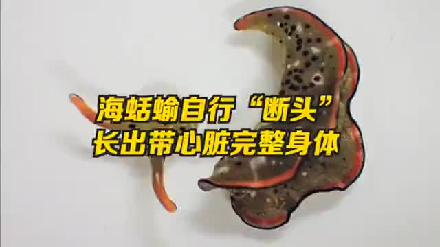 海蛞蝓仅剩头部再生带心脏完整躯体