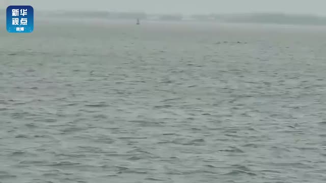 罕见！6只粉红色中华白海豚现身湛江湾