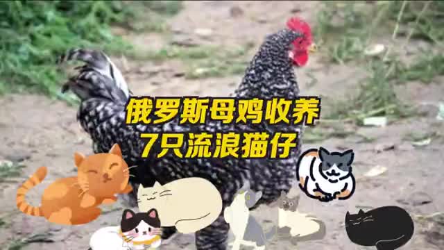 母鸡收养7只小猫碰一下就啄人