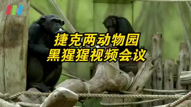 捷克两动物园黑猩猩视频会议