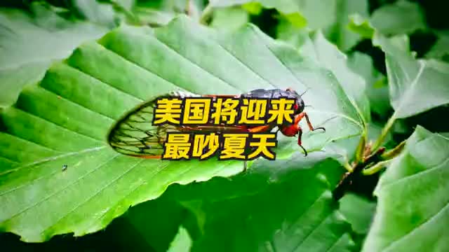 数十亿蝉即将苏醒孵化 美国将迎来最吵夏天