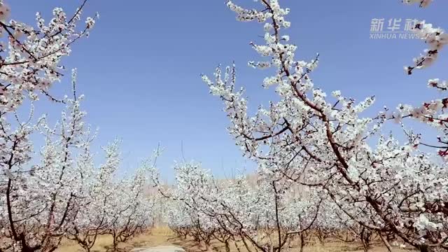 新疆吐鲁番杏花绽放