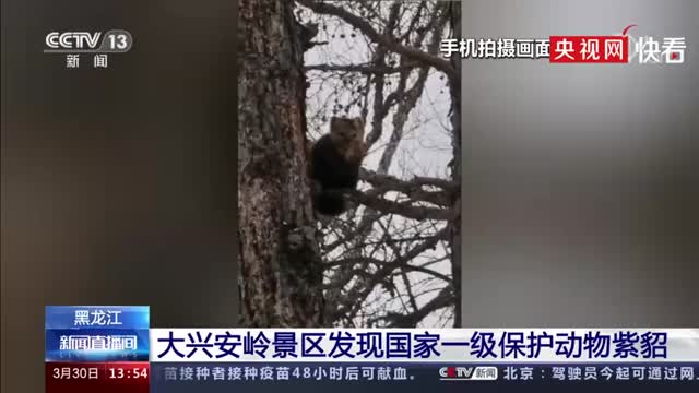 萌翻了！大兴安岭景区发现紫貂