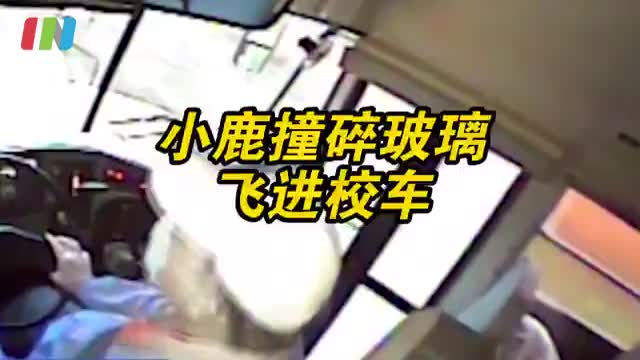 美国小鹿飞进校车砸中熟睡学生