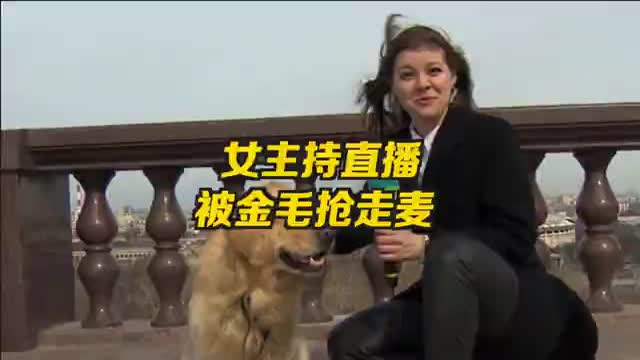 俄罗斯电视台直播出事故 金毛入镜抢走女主持麦克风
