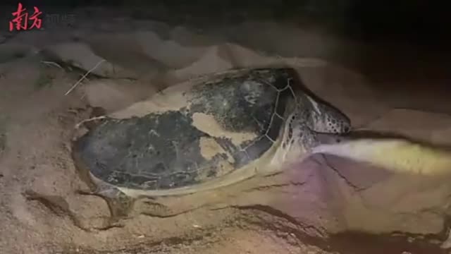 视频｜惠州市惠东县今年首迎绿海龟上岸产卵
