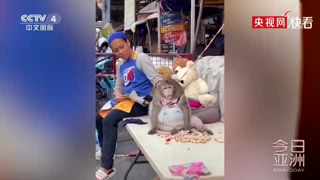 泰国猴子胖成球被强制减肥