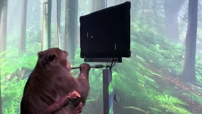 马斯克脑机接口新进展：猴子用思维玩游戏