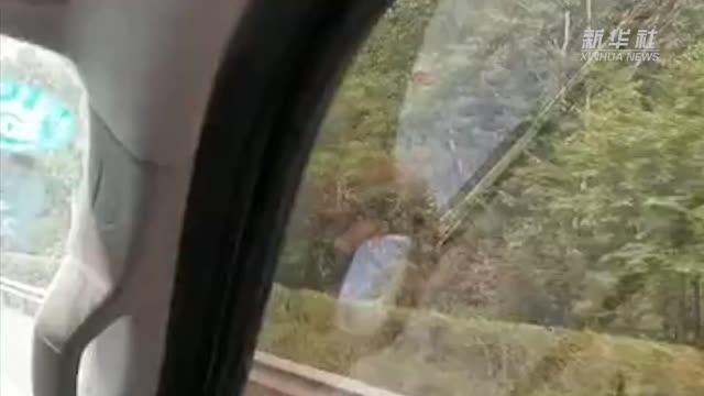 云南西双版纳：眼镜王蛇搭顺风车