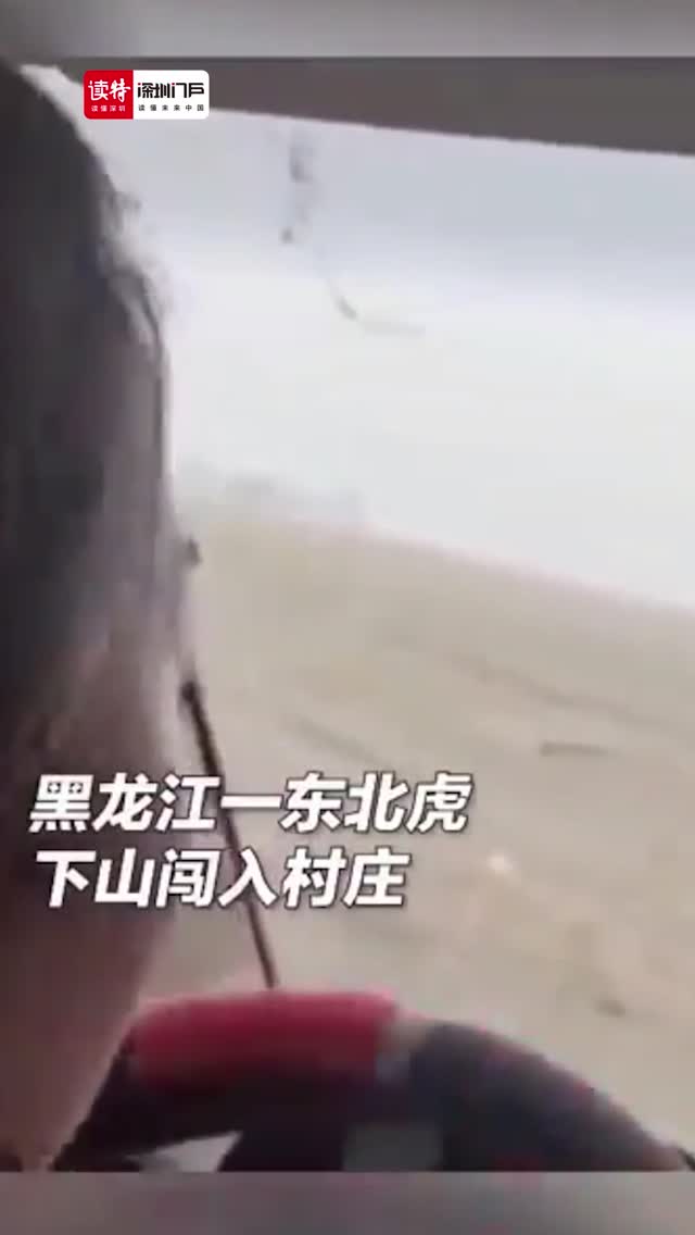 惊悚！黑龙江老虎进村一掌拍碎车窗