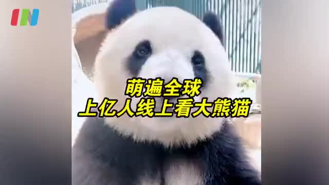 同一个世界同一种网友 大熊猫在tiktok成顶流