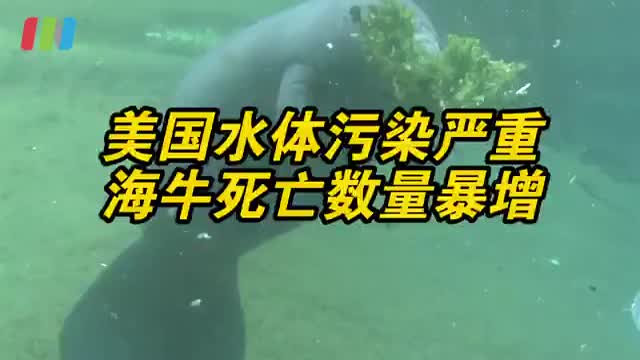 美国水体污染海牛死亡数量翻三倍