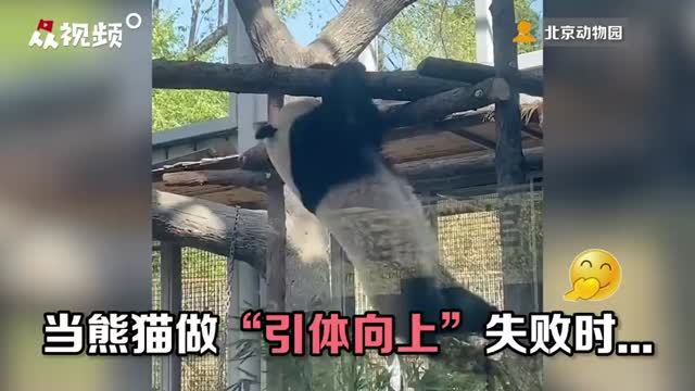 大熊猫运动失败后的反应有多萌？