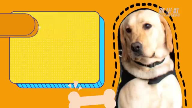 什么是遛狗有效拴绳？警犬阿布带你研究