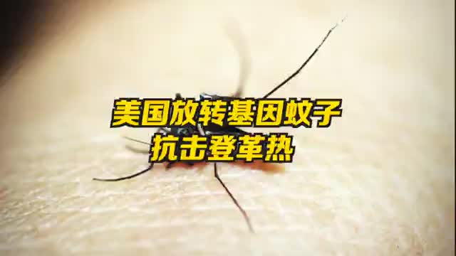 美国将释放大量转基因蚊子 以抗击登革热等虫媒疾病