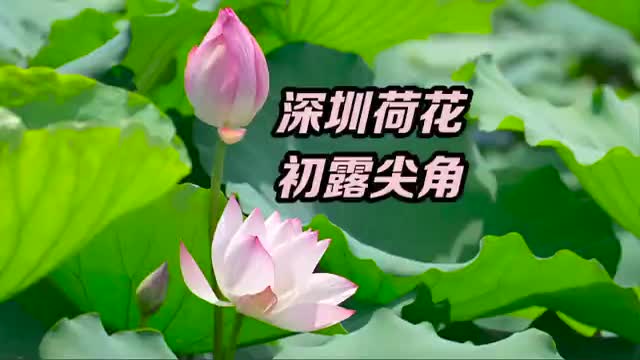 深圳洪湖公园荷花初露尖角