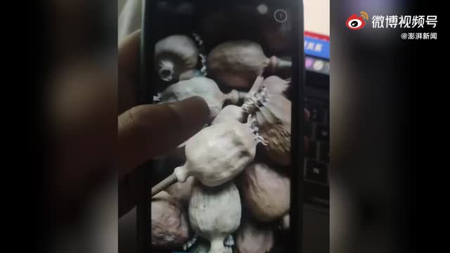 罂粟壳黑市多流向小吃市场