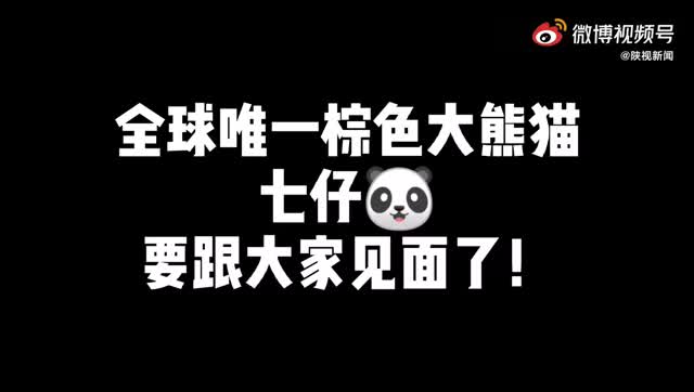 全球唯一棕色大熊猫要跟大家见面了