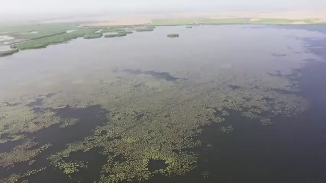 中国最大内陆淡水湖8万亩野生睡莲盛放