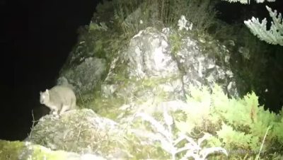 “雪山飞狐”长这样，喜马拉雅地区发现羊绒鼯鼠新种