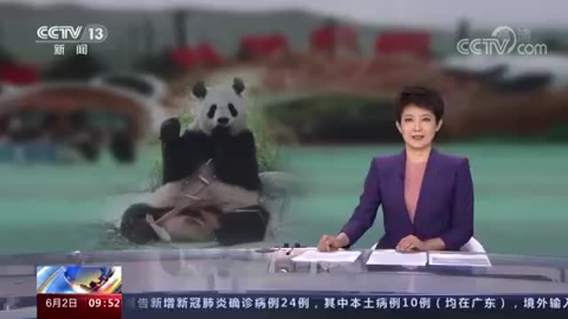 秦岭棕色大熊猫七仔淡定搬新家