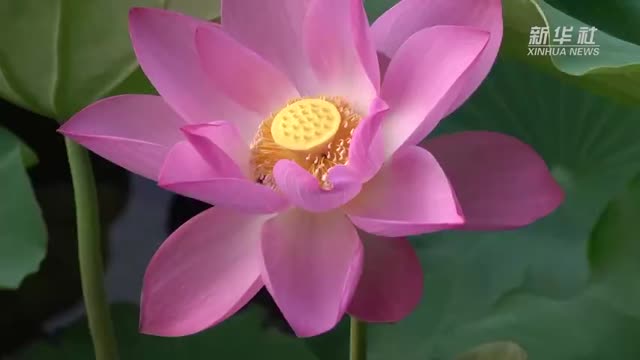 广西田东十里莲塘荷花开
