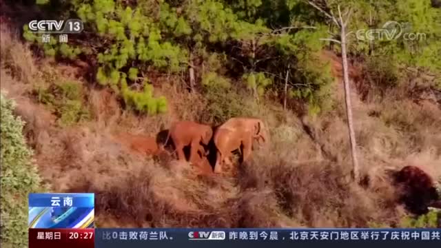 视频丨无人机再次拍到野象群睡觉，小象实力演绎蹬鼻子上脸