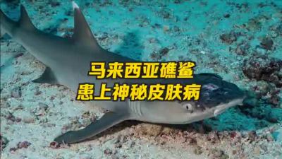 马来西亚礁鲨患上神秘皮肤病 罪魁祸首可能是海温上升