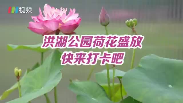 洪湖公园的荷花喊你来打卡啦