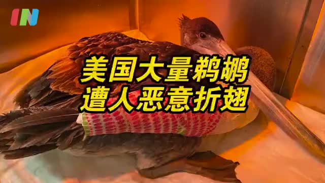美国大量鹈鹕遭人恶意折翅